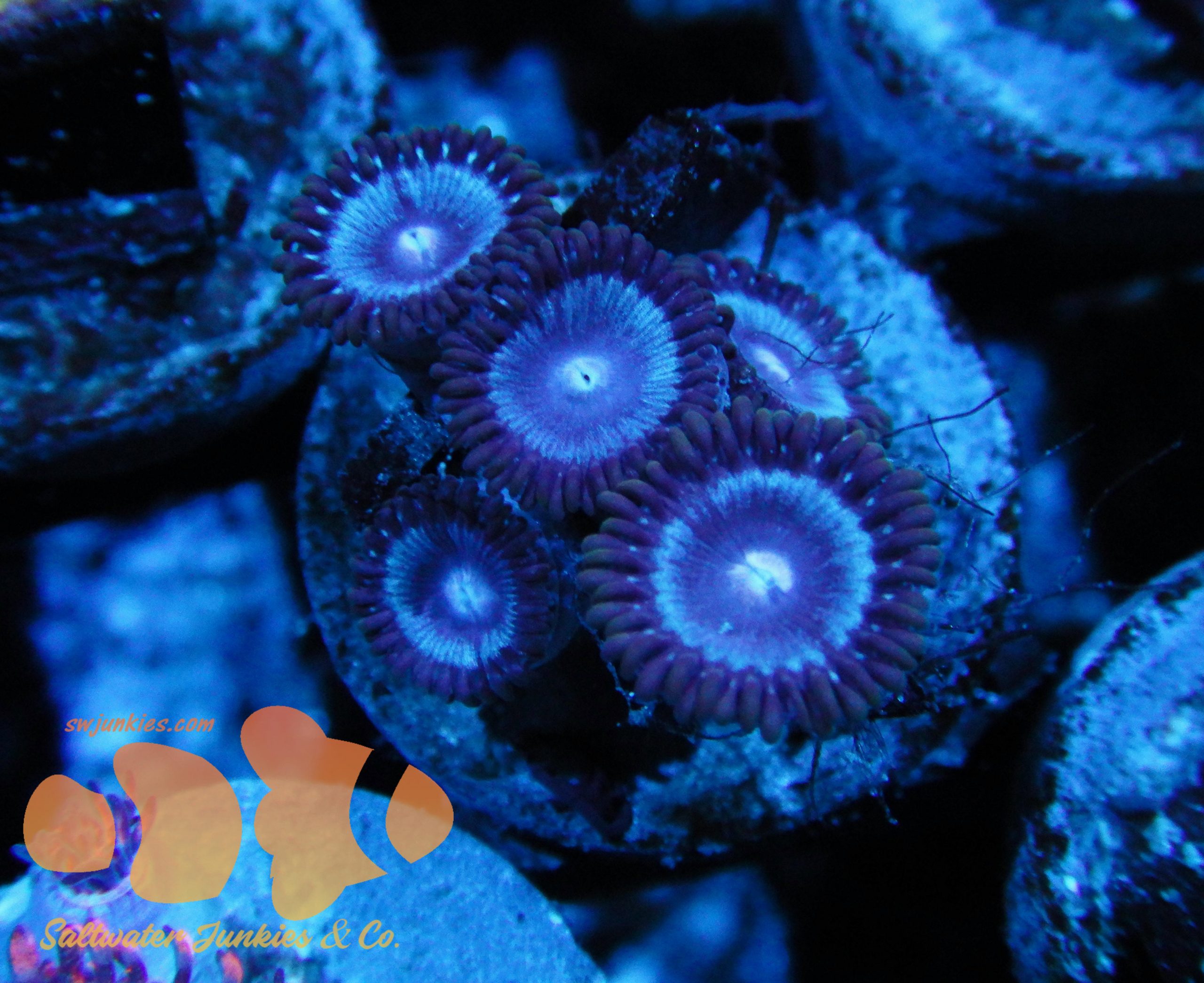 neptunes aquariums neptunes aquariums